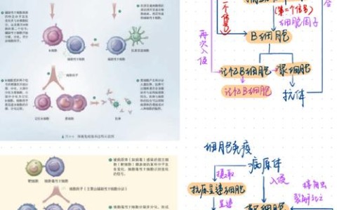 疫苗免疫机制（疫苗接种的免疫学机制）