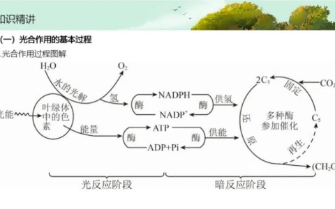 光合作用原理（海蛞蝓光合作用原理）