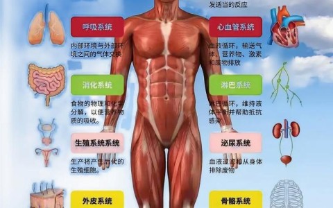 人体八大系统（人体八大系统的功能）