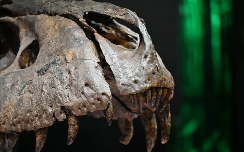 恐龙化石\（恐龙化石英语）