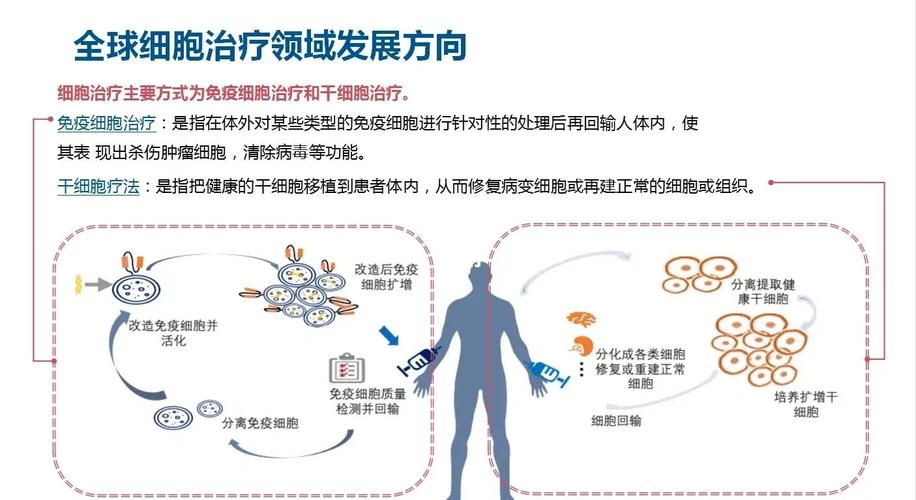 干细胞疗法\(干细胞疗法可以治疗哪些病)