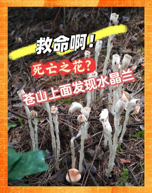 冥界之花\(冥界之花的药用价值与功效)