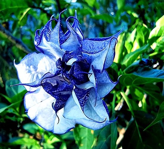 冥界之花\(冥界之花的药用价值与功效)