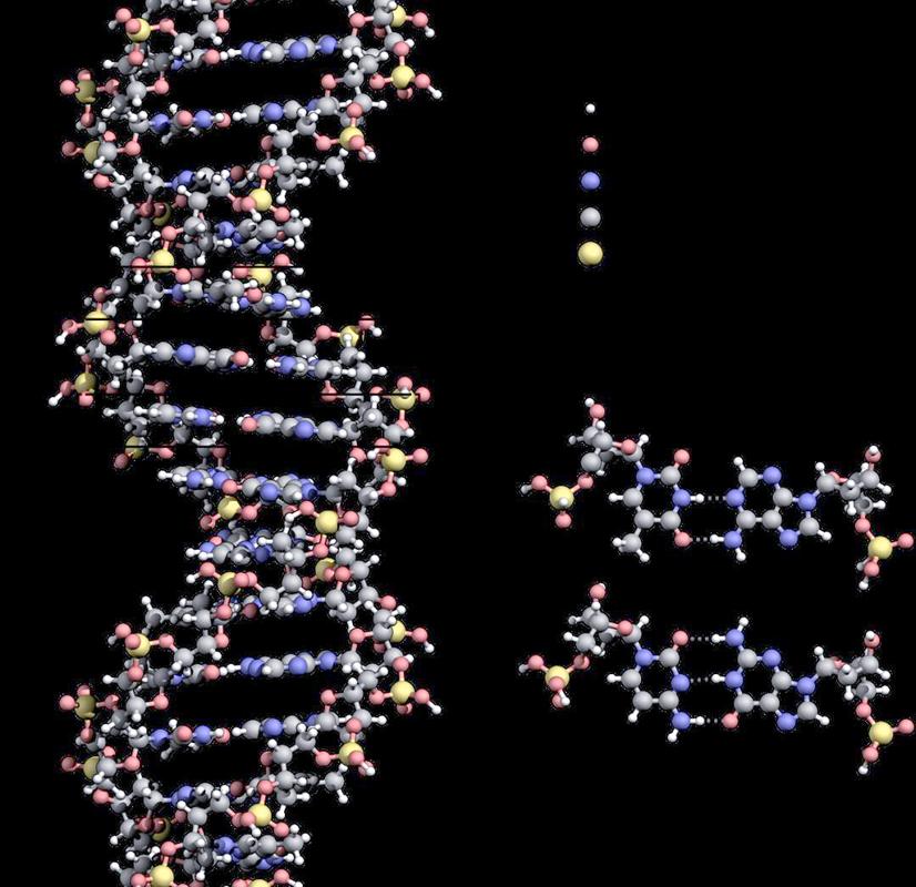 DNA双螺旋结构(dna双螺旋结构的特点是什么)