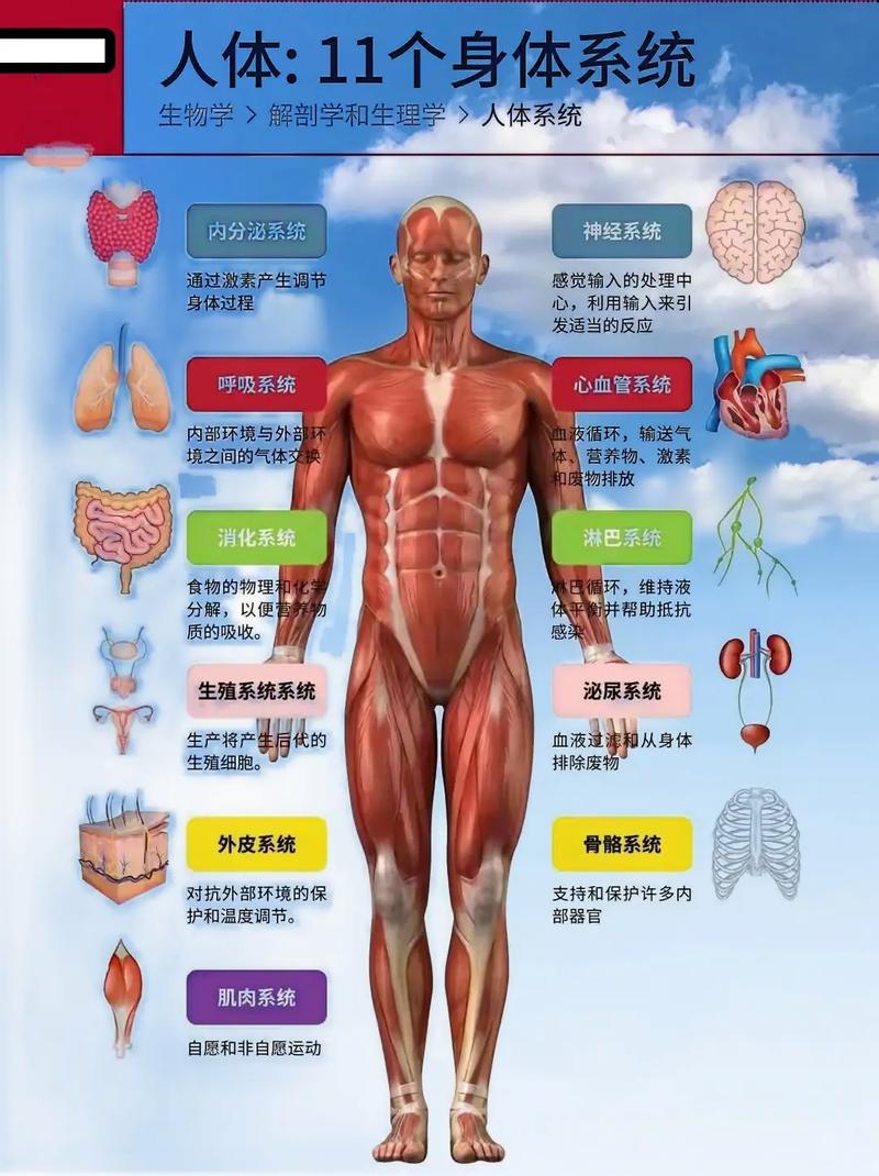 人体八大系统（人体八大系统的功能）