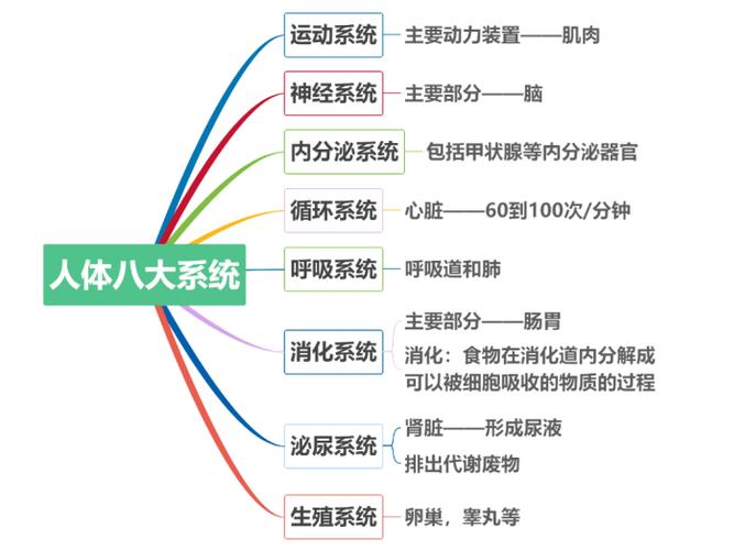 人体八大系统（人体八大系统的功能）