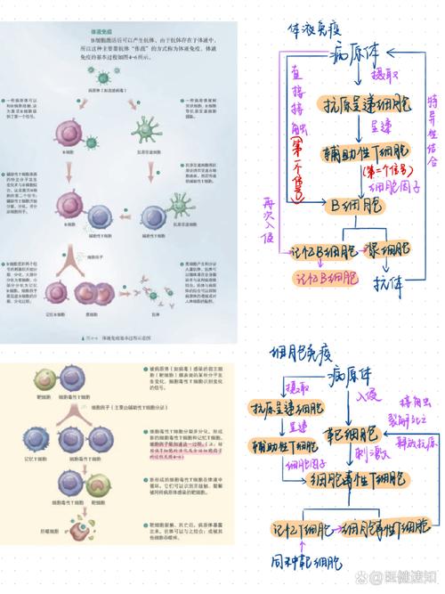 疫苗免疫机制（疫苗接种的免疫学机制）