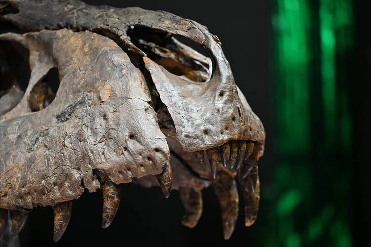 恐龙化石\（恐龙化石英语）