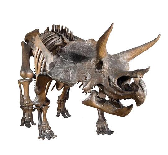 恐龙化石\（恐龙化石英语）