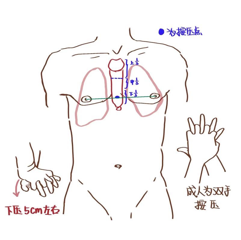 CPR急救步骤(CPR急救步骤口诀)