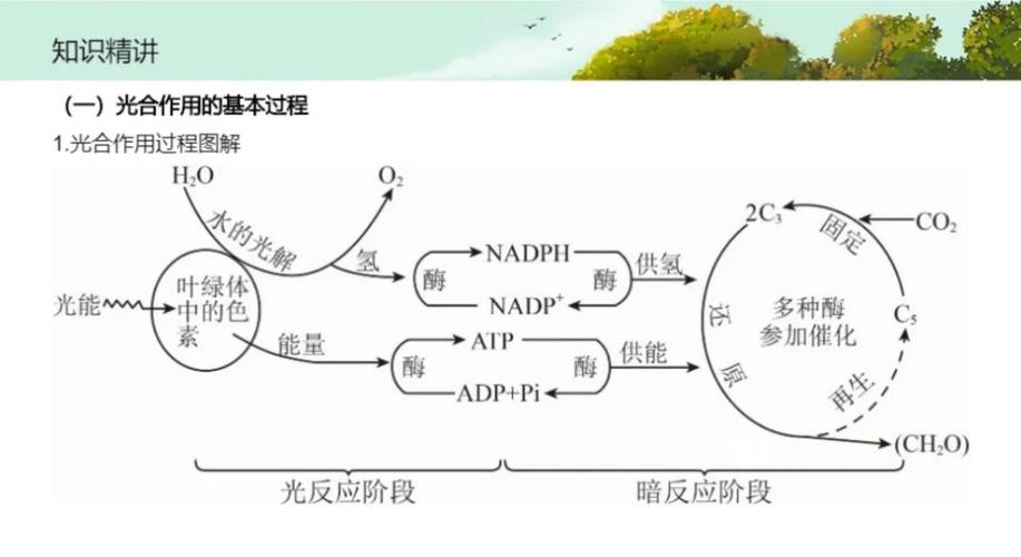 光合作用原理(海蛞蝓光合作用原理)
