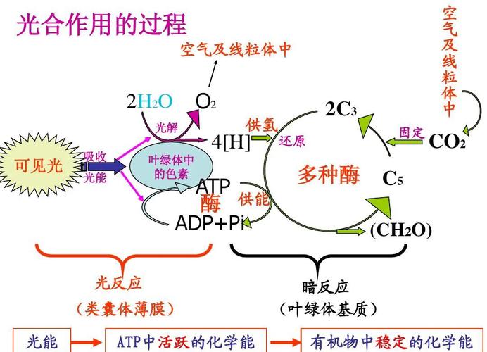 光合作用原理(海蛞蝓光合作用原理)