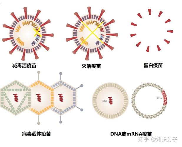 疫苗工作原理（疫苗原理通俗）