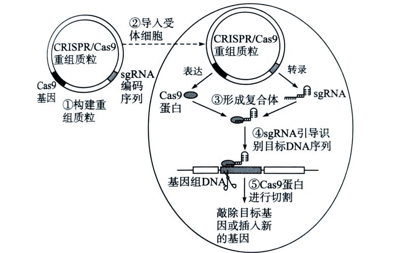 基因编辑\（基因编辑是什么意思?）