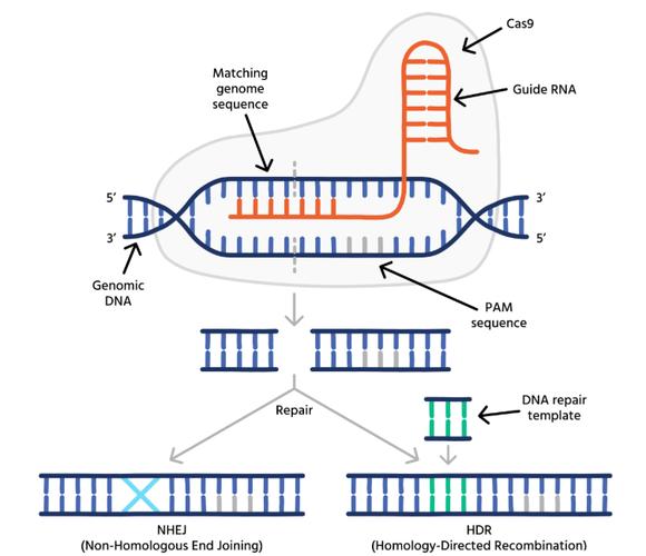 基因编辑\（基因编辑是什么意思?）